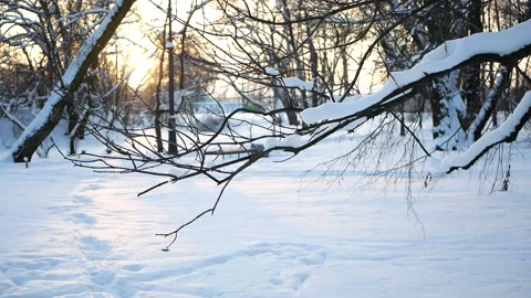 Winter forest - fluffy snow on the branches of coniferous trees. Stock-Footage 162603513