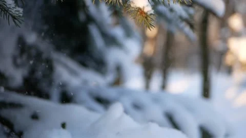 Winter forest - fluffy snow on the branches of coniferous trees. Video stock 162603518