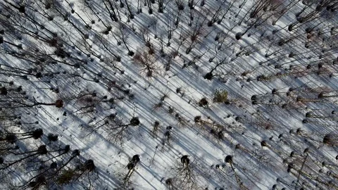 Winter forest. Fly Stock Footage 130085877
