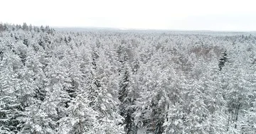 Winter forest. Fly over snowy trees in forest tract Video stock 85786404