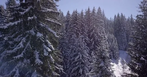 Winter forest fly-through Stock Footage 87049887