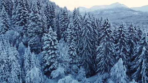 Winter forest fly through trees Stock Footage 167879119