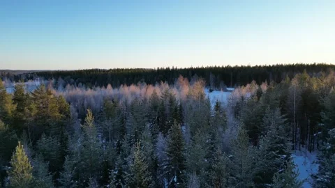 Winter Forest Flyby Next To Field With Blue Skies Sunset And Snow Covered Field Stock Footage 232935520
