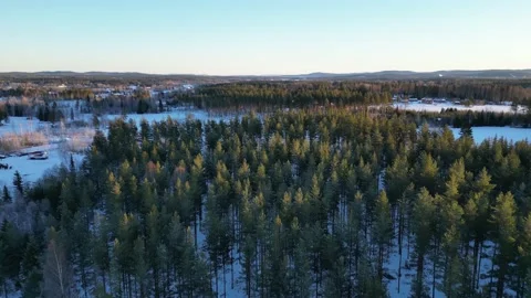 Winter Forest Flyby Next To Field With Blue Skies And Snow Covered Field Stock Footage 232935789