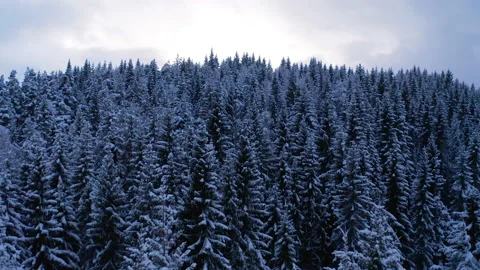 Winter forest flying over snowy tree tops revealing fjord, mountains and boat Stock Footage