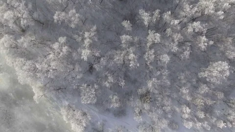 Winter forest, flying over the trees studded with frost Stock Footage