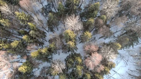 Winter forest. Flying over trees in snow in clear weather Video stock 116562259