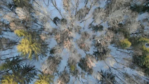 Winter forest. Flying over trees in snow in clear weather Video stock 116562263