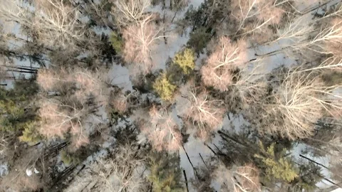 Winter forest. Flying over trees in snow in clear weather Video stock 116562264