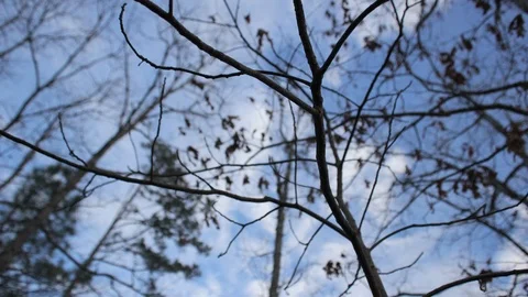 Winter Forest focal shift timelpase 스톡 동영상 112664510