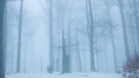 Winter forest in the fog Vídeo Stock 81114517