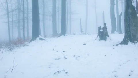 Winter forest in the fog Video stock 81115655
