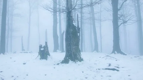 Winter forest in the fog 库存影片 81115930