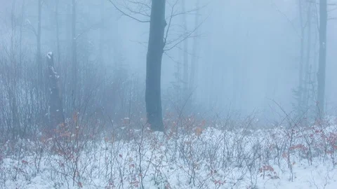 Winter forest in the fog Stock Footage 81116094