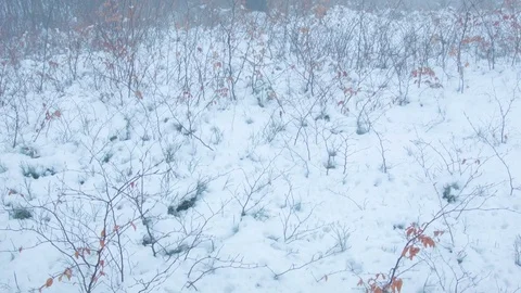 Winter forest in the fog 스톡 동영상 81116526