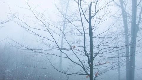 Winter forest in the fog Stockbeeldmateriaal 81116583