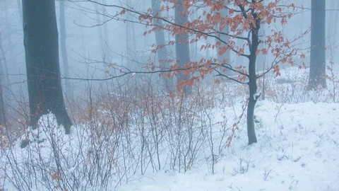 Winter forest in the fog Vídeos de archivo 81117220