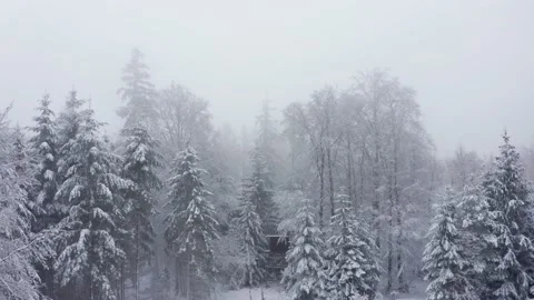 Winter forest in the fog Video stock 152398791
