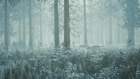 Winter forest in the fog Stock Footage 231380428