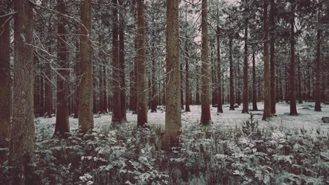 Winter forest in the fog Stock Footage 233191378