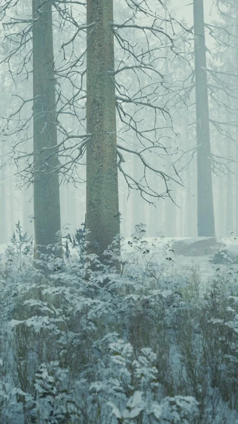 Winter forest in the fog Stock Footage 306303533