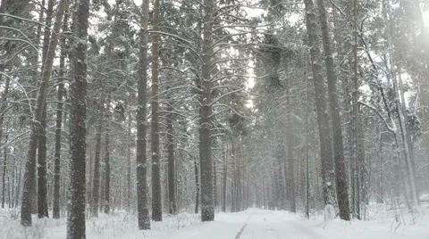 Winter forest in fog. Slowmotion Video stock 68412953