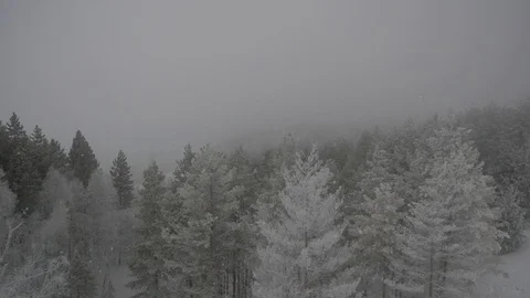 Winter forest, fog, snow falling Stock Footage 125355186