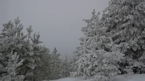 Winter forest, fog, snow falling Stock Footage 125355287