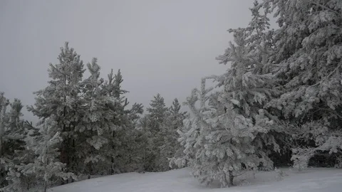 Winter forest, fog, snow falling Stock Footage 125355361