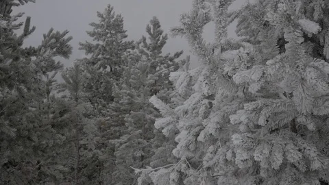 Winter forest, fog, snow falling Stock Footage 125355469