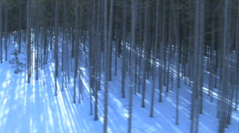 Winter Forest Stock Footage 343233