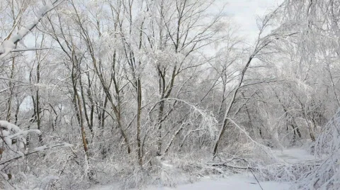 Winter forest Stock Footage 733585