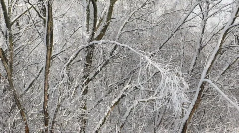 Winter forest 스톡 동영상 734507