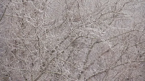 Winter Forest Stock Footage 1001964