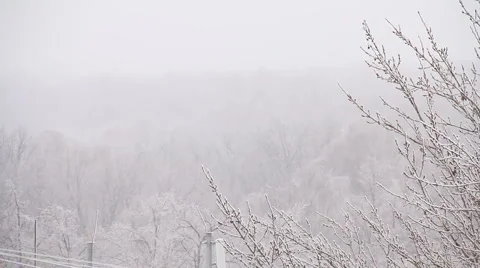 Winter Forest Stock Footage 1001969