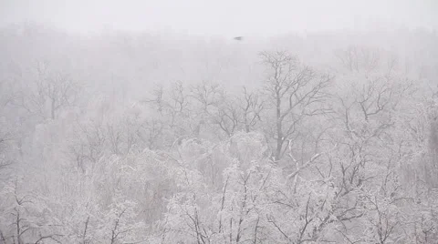 Winter Forest Stock Footage 1001975