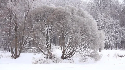 Winter Forest Stock Footage 1002214