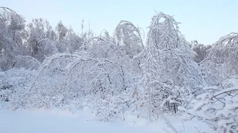 Winter forest 스톡 동영상 1014491