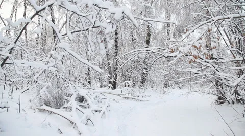 Winter forest 스톡 동영상 1014594
