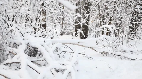 Winter forest 스톡 동영상 1014647