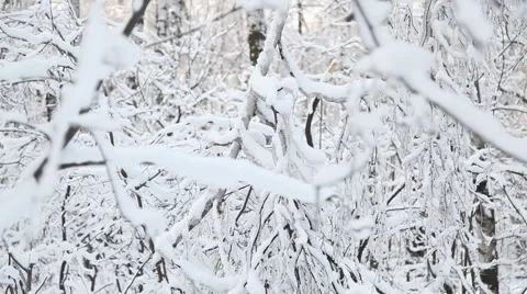 Winter forest 스톡 동영상 1014724