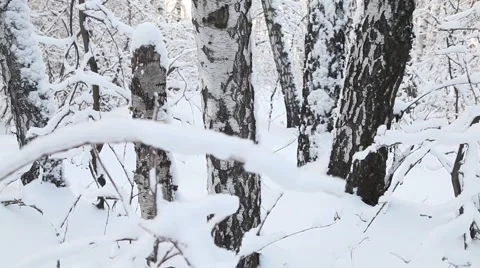 Winter forest Vídeo Stock 1014759