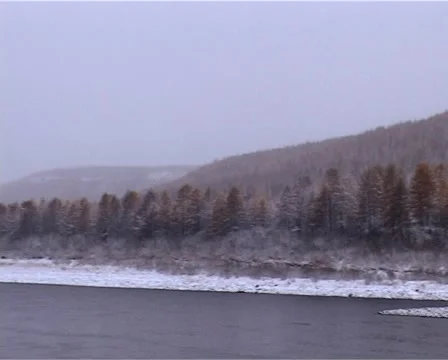 Winter forest Stock Footage 1106499