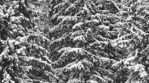 Winter forest Stock Footage 10573194
