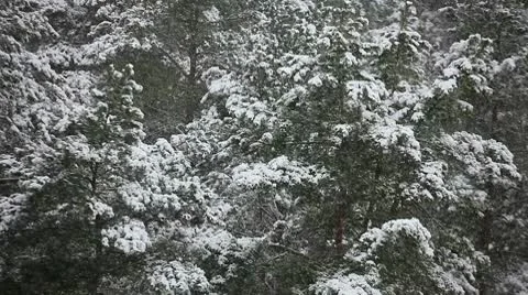 Winter forest Stock Footage 10597483