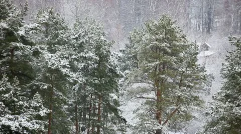 Winter forest Stockbeeldmateriaal 10597485