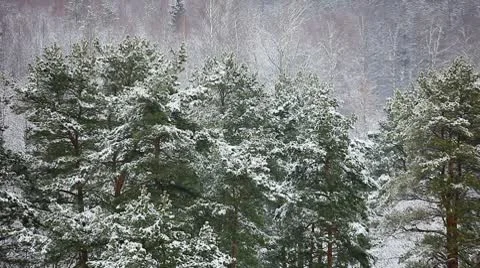 Winter forest Stockbeeldmateriaal 10597488