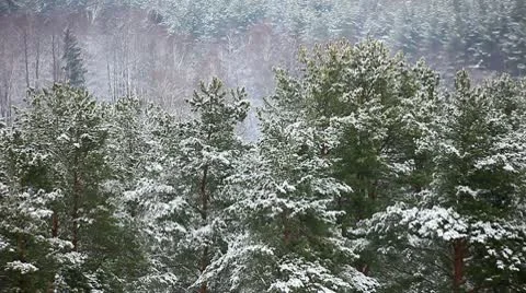 Winter forest Stockbeeldmateriaal 10597497