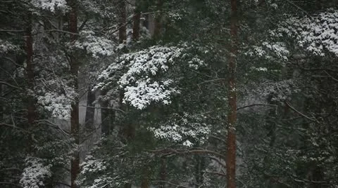 Winter forest Stockbeeldmateriaal 10597505