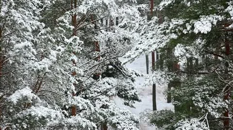 Winter forest Stockbeeldmateriaal 10597511